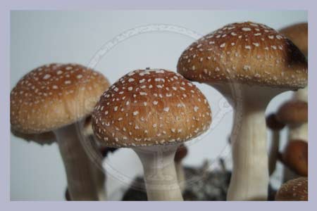 Spore Print Cubensis Tasmania