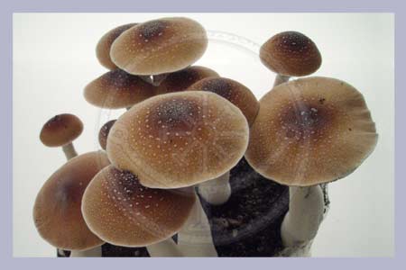 Spores On A Mushroom. Spore Syringe Cubensis