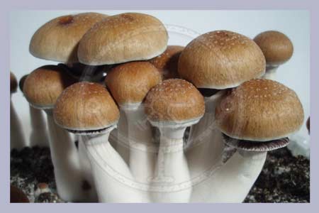 Spore Print Cubensis Z-Strain