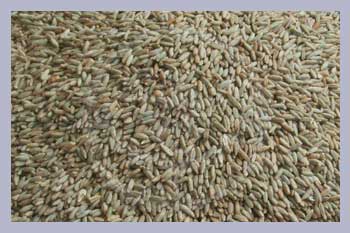 Special Rye Grain 1 kg