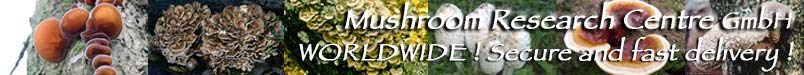 medical Mushrooms