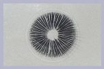 *Spore Prints Pack - 5 x Cubensis
