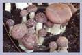 Stropharia rugoso annulata | King Stropharia | Spore Syringe