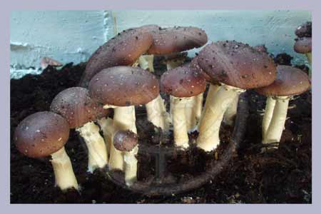 Stropharia rugoso annulata | King Stropharia Spawn-Bag