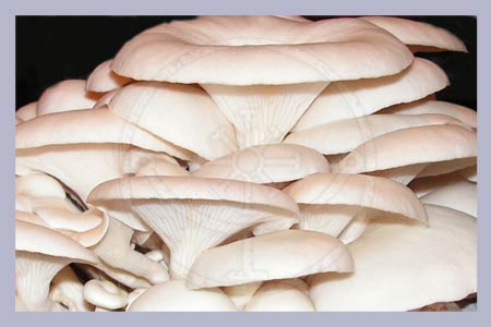 Hypsizygus ulmarius | Elm Oyster | Shirotamogitake Spawn-Dowels