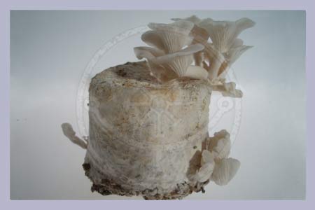 Edible Mushrooms