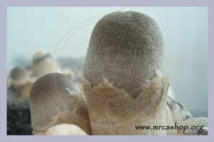 Volvariella volvacea | Paddy Straw Mushroom Spore Syringe